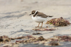 Natural Sea defence solutions will help maintain or enhance wildlife